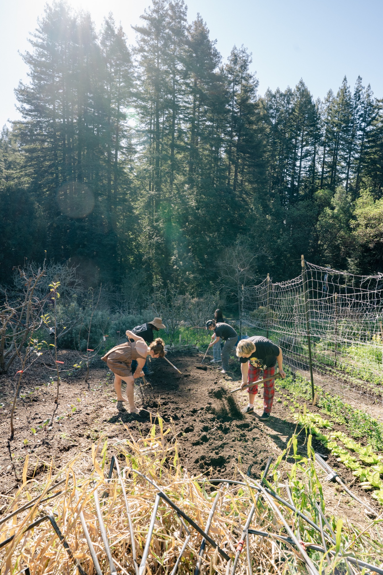 Farm 6
